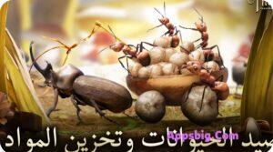 تحميل لعبه النمل 2025 The Ants مهكره اخر اصدار 3